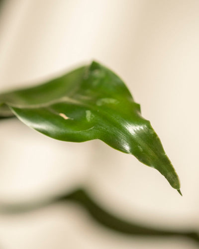 Nahaufnahme eines grünen Blattes von einem Hydro • Drachenbaum mit glatter, glänzender Oberfläche und spitzer Spitze. Der sanft verschwommene Hintergrund hebt die Textur und den natürlichen Glanz des Blattes hervor.