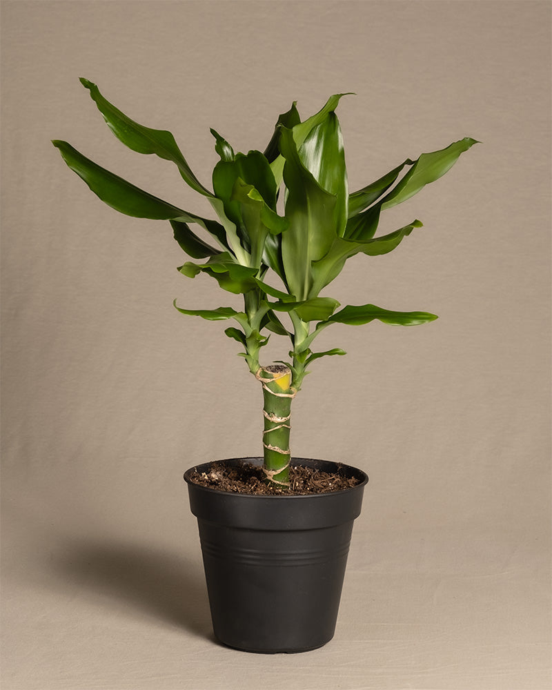 Drachenbaum
