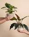 Zwei Hände halten das Philodendron Power-Duo sicher in Variado-Töpfen: Burle Marx im großen 18-cm-Topf und Pluto im kleineren 16-cm-Topf vor beigem Hintergrund.