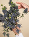 Eine Nahaufnahme zeigt zwei Hände, die einen Strauß Edeldisteln halten. Die blauen Blüten leuchten vor einem beigen Hintergrund. Eine Hand ist mit einem Ärmel aus weißer Lochspitze versehen - ideal, um die Edeldistel in einer einfachen Vase zu präsentieren.