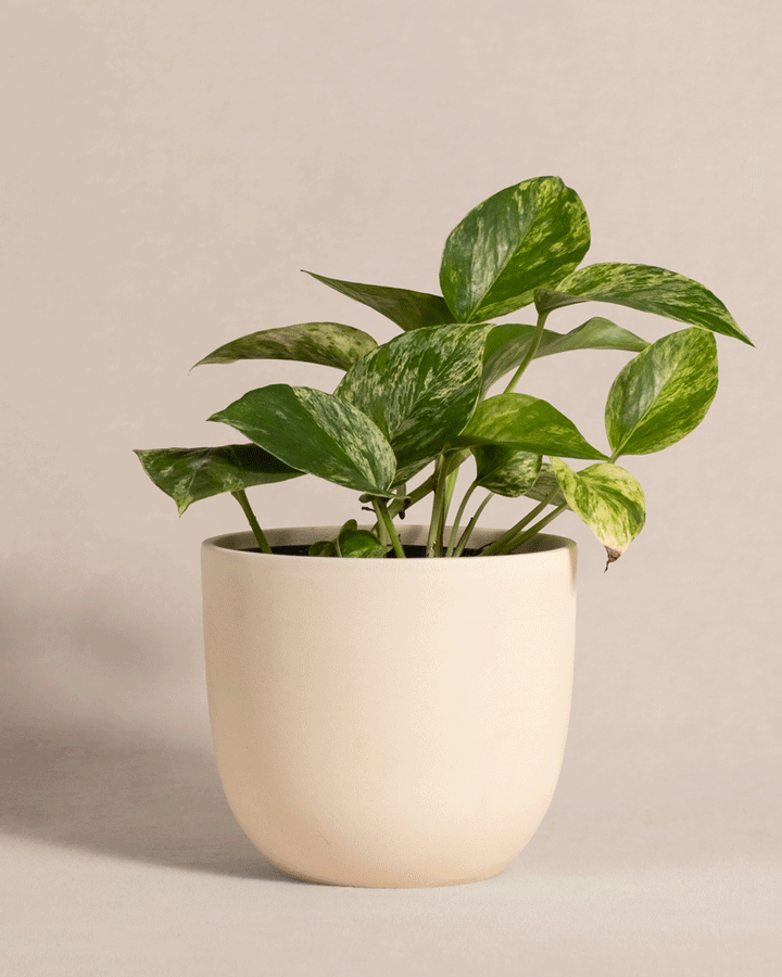 Efeutute Marble Queen
