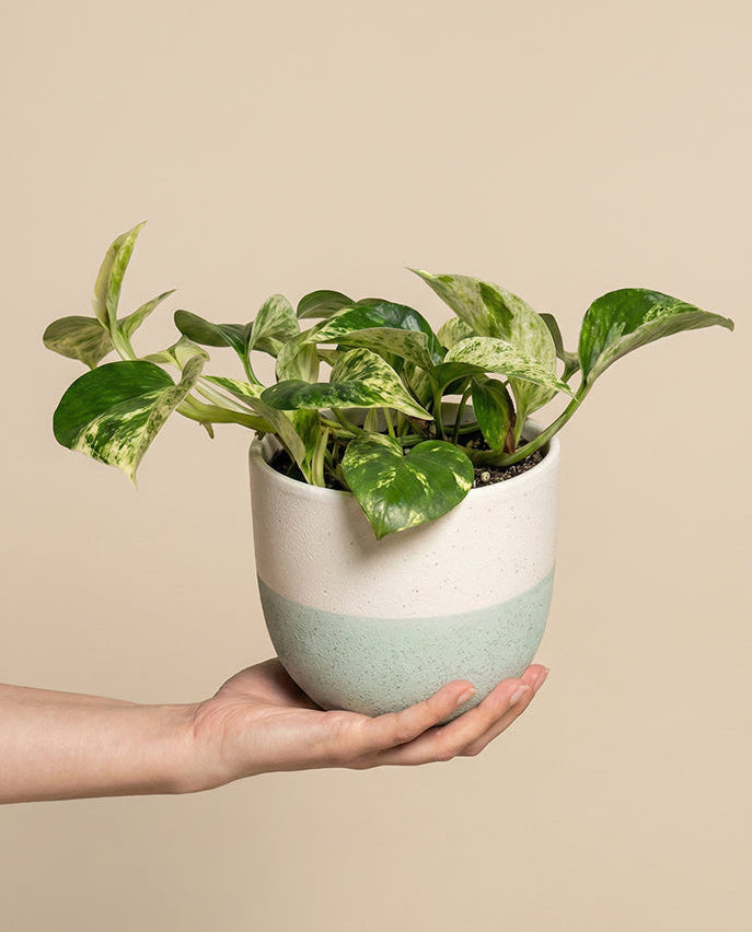Eine Hand hält eine Efeutute 'Marble Queen' - feey, eine grün gefärbte Pflanze in einem weiß-hellblauen Keramiktopf mit beigem Hintergrund.