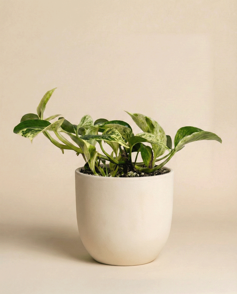 Die Efeutute 'Marble Queen' - feey zeigt grüne Blätter mit weißer Panaschierung in einem einfachen, runden, cremefarbenen Topf vor einem schlichten beigen Hintergrund.