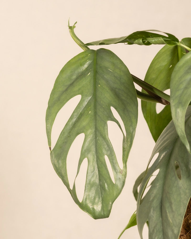 Eine Nahaufnahme der Efeutute Cebu Blue am Kokosstab zeigt ihr auffälliges Laub vor einem sanften beigen Hintergrund – ideal für Pflanzenliebhaber, die einzigartige Sorten wie Monstera adansonii oder Epipremnum pinnatum schätzen.