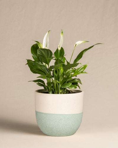 Ein Einblatt (auch Spathiphyllum wallisii, Friedenslilie, Blattfahne, Scheidenblatt, Peace Lily oder White Sail Plant genannt) in einem Keramik-Topf der Kollektion 'Variado' in den Farben Weiß und Mint