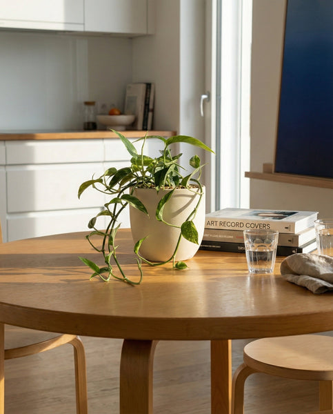 Ein Epipremnum pinnatum variegata - feey sitzt auf einem runden Holztisch neben zwei Wassergläsern, einer gefalteten Serviette und Büchern in einer sonnenbeschienenen modernen Küche mit hellen Schränken.