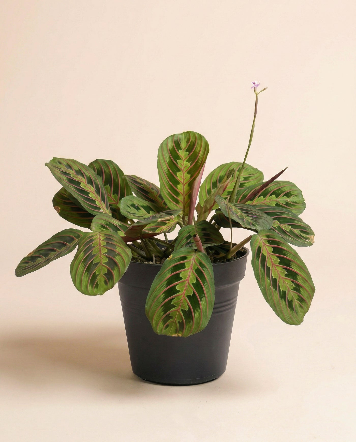 Maranta 'Fascinator' • feey
