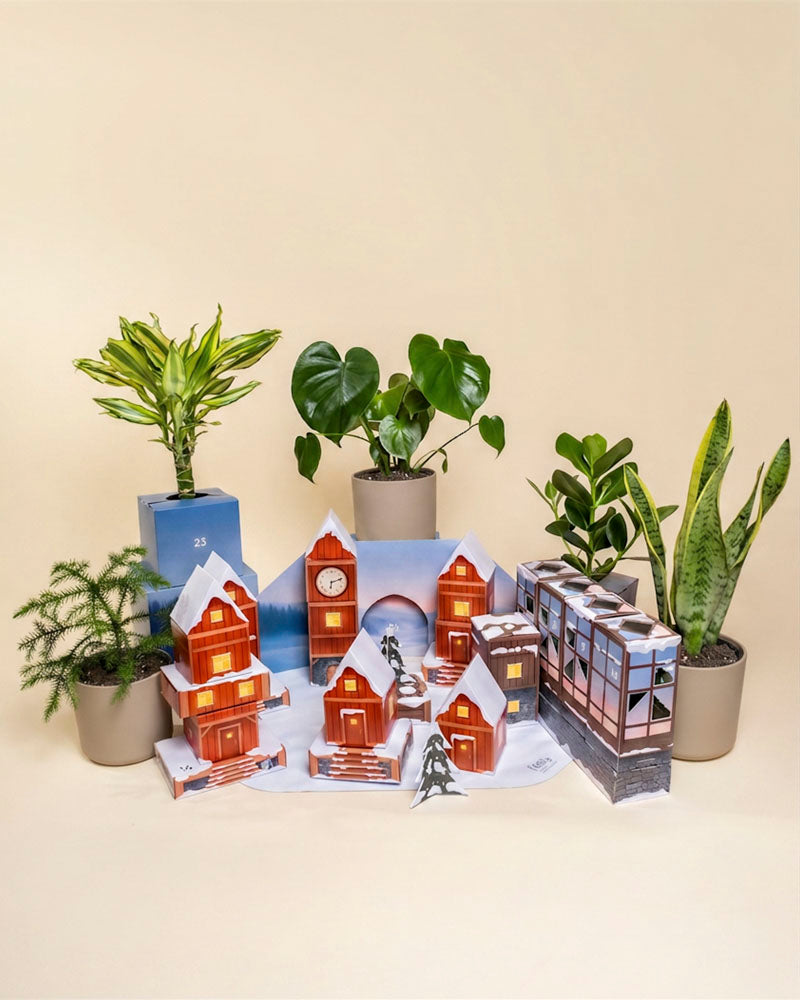 Pflanzen Adventskalender «Winterdorf im Morgenrot» (Dschungel-Version)
