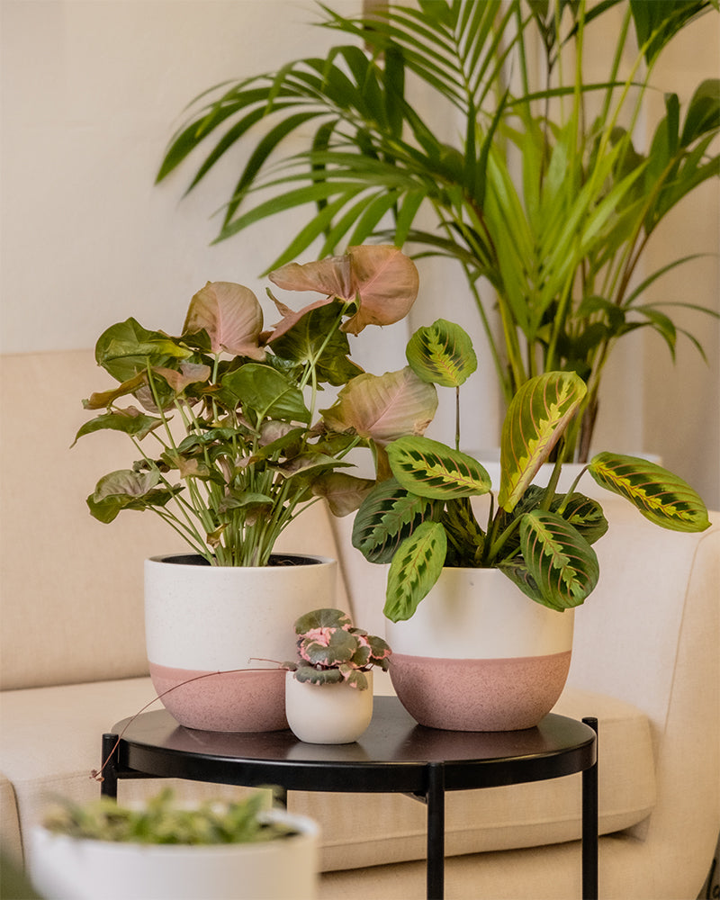 Das farbenfrohe Pflanzen-Trio enthält folgende Pflanzen: Maranta (Maranta leuconeura tricolor), Purpurtute Red Heart (Syngonium podophyllum 'Red Heart') und Baby Saxifraga (Saxifraga stolonifera variegata). Sie sind auf einem schwarzen Tisch in einem gemütlich eingerichteten Wohnzimmer platziert.