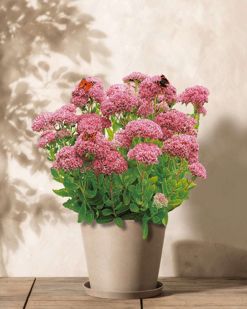 Eine eingetopfte Fetthenne (Rosa) mit pflanzbereiten Wurzeln präsentiert ihr Rosa Blütenmeer, geschmückt von zwei Schmetterlingen. Sie ruht auf einer Holzoberfläche vor einer hellen Wand mit schattigen Blättern.