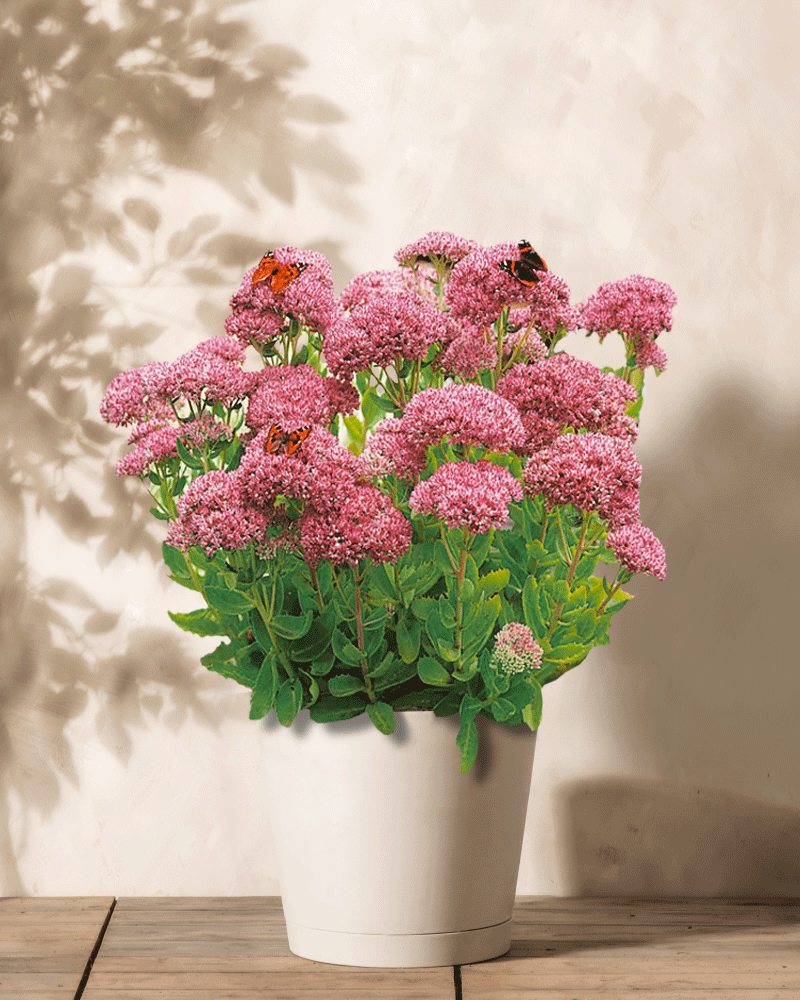 Ein weißer Topf mit üppiger Sedum (Rosa) steht auf einer Holzoberfläche und wirft Schatten auf die dahinterliegende Wand. Sonnenlicht hebt rosa Blüten hervor, und Schmetterlinge verleihen dieser pflegeleichten Schönheit Lebendigkeit.