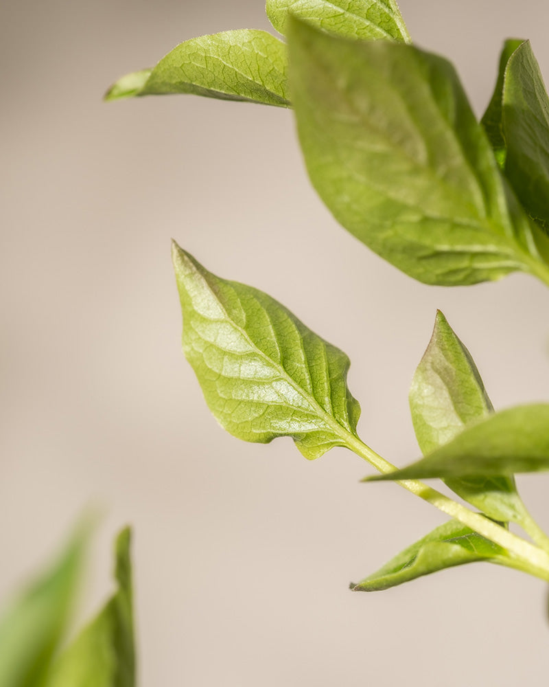 Nahaufnahme von frischen grünen Blättern auf einem Flieder-Zweig „Miss Kim“ vor einem weichen beigen Hintergrund. Die Blätter sind lebendig und leicht strukturiert, mit sichtbaren Adern, was ein Gefühl von natürlicher Einfachheit und Wachstum vermittelt. Der Hintergrund ist verschwommen und hebt die Details der Blätter hervor.