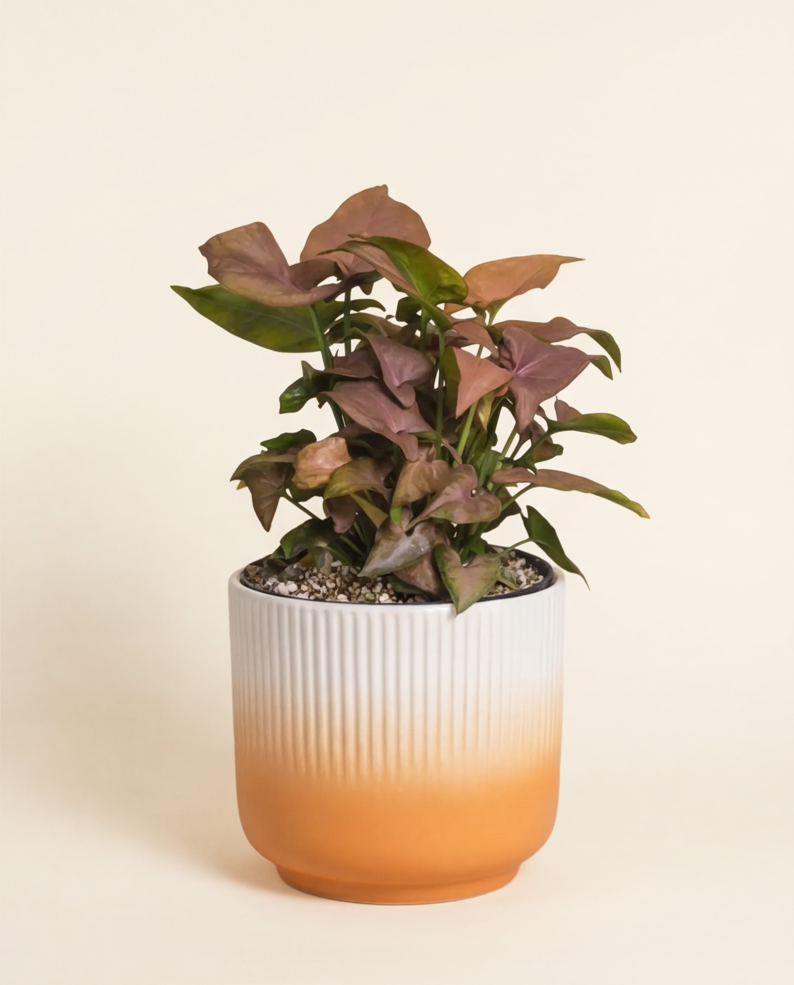 Eine getopfte Syngonium 'Neon' - feey mit leuchtenden Blättern steht in einem gerippten Keramiktopf, der von Weiß zu Orange übergeht, vor einem schlichten hellen Hintergrund.