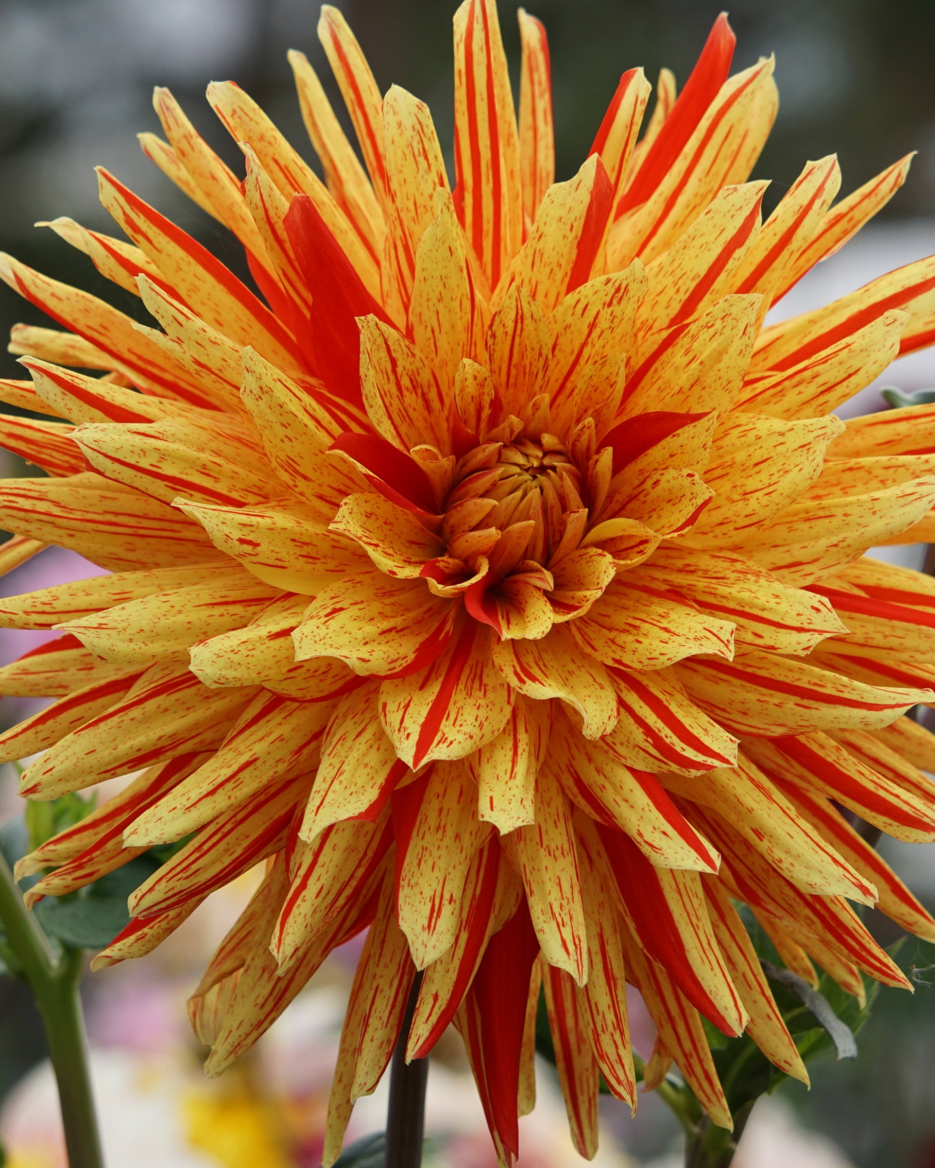 Dahlien (hellorange)