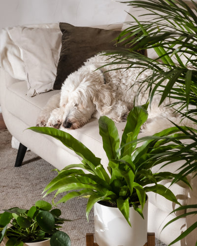 Ein flauschiger weißer Hund schläft auf einem beigen Sofa mit Kissen, umgeben von grünen Zimmerpflanzen wie einem markanten Farn und einer auffälligen Ufopflanze, die für eine gemütliche Atmosphäre sorgen.