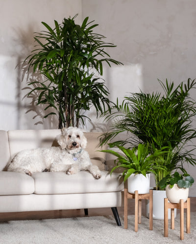 Ein weißer Hund ruht auf einem hellbeigen Sofa neben hohen Grünpflanzen, darunter eine üppige Ufopflanze, vor einer neutralen Wand. Zwei Topfpflanzen mit Holzständern stehen neben dem Sofa. Sonnenlicht erzeugt weiche Schatten und verleiht dem Raum Wärme.