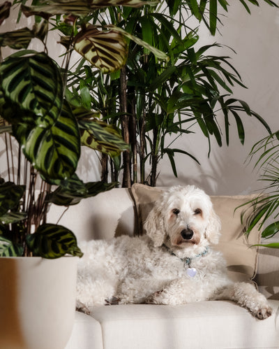 Große Calathea Roseopicta