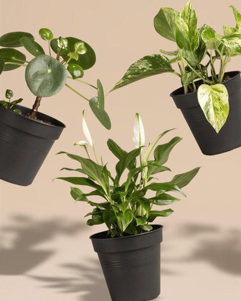 Drei Kleine Überraschungspflanzen (3er Set) in schwarzen Töpfen scheinen vor beigem Hintergrund zu schweben: eine mit runden Blättern, eine mit panaschierten Blättern und eine mit weißen Blüten sowie schmalen Blättern.