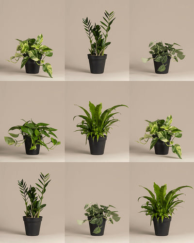 Große Überraschungspflanze