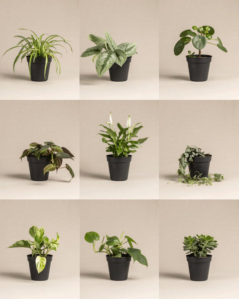 Drei Sets Kleine Überraschungspflanzen (je 3 Pflanzen im schwarzen Topf) werden in einem 3x3 Raster vor beigem Hintergrund präsentiert und zeigen vielfältige Formen und Blätter.