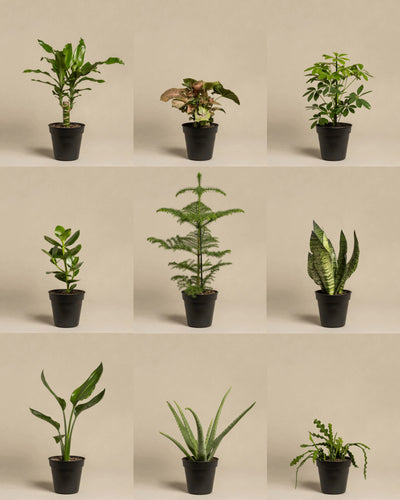 Überraschungspflanze