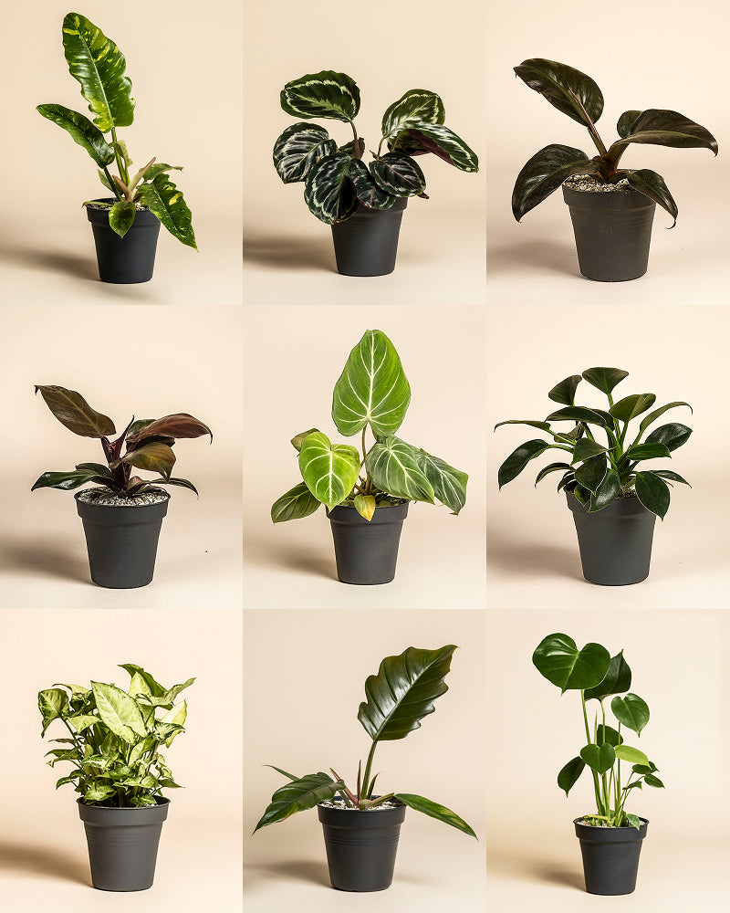 Große Überraschungspflanze