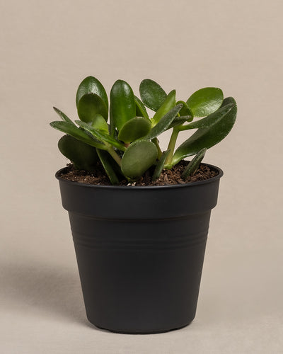 Ein kleiner Geldbaum, auch Crassula ovata oder Jadepflanze genannt, zeigt dicke, glänzend grüne Blätter in einem schlichten schwarzen Topf vor einem neutralen Hintergrund. Sein kompaktes und buschiges Aussehen ist typisch für diese bezaubernde Sukkulente.