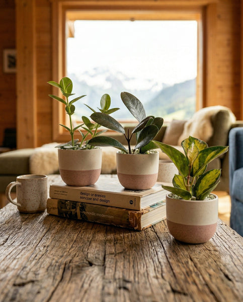 Drei Baby Hoya-Pflanzen (3er-Set) von feey stehen auf einem rustikalen Holztisch neben einer Tasse und gestapelten Büchern, mit einem gemütlichen Wohnzimmer und einem großen Fenster mit Bergblick im Hintergrund.