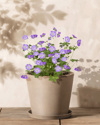 Geranium (blau)