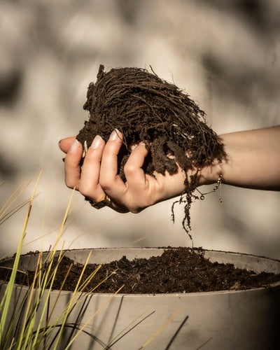 Eine Hand hält Erde und Wurzeln über einem Pflanzgefäß mit grünen Pflanzen und einem Hauch von Geranie (blau) im Vordergrund, das Sonnenlicht wirft sanfte Schatten – ein wahrer Gartenschatz, der seit Tradition geschätzt wird.