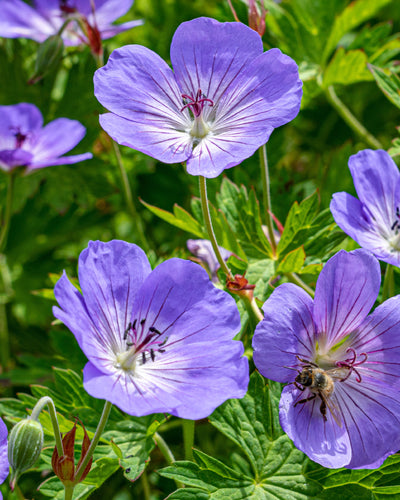 Geranium (blau)