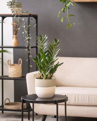 Eine Zamioculcas-Pflanze in einem Keramik-Topfset „Variado“ steht auf einem kleinen runden schwarzen Tisch. Im Hintergrund stehen ein beiges Sofa und ein schwarzes Regal mit Pflanzen und Deko vor einer grauen Wand. Darüber hängt eine Hängepflanze, die die lebendige Szene noch verstärkt.