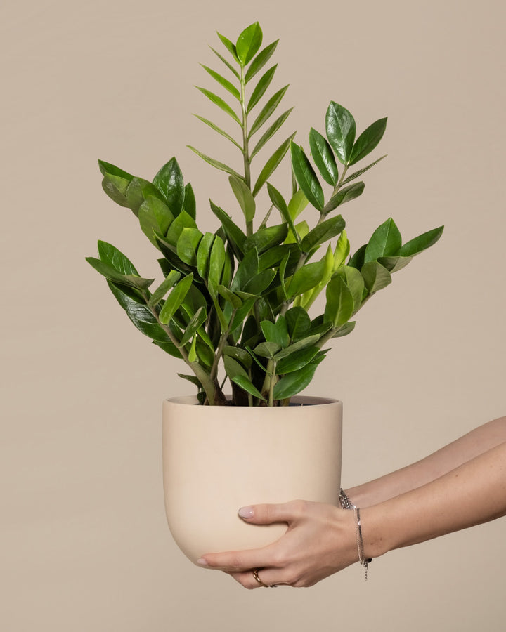 Glücksfeder | Zamioculcas zamiifolia