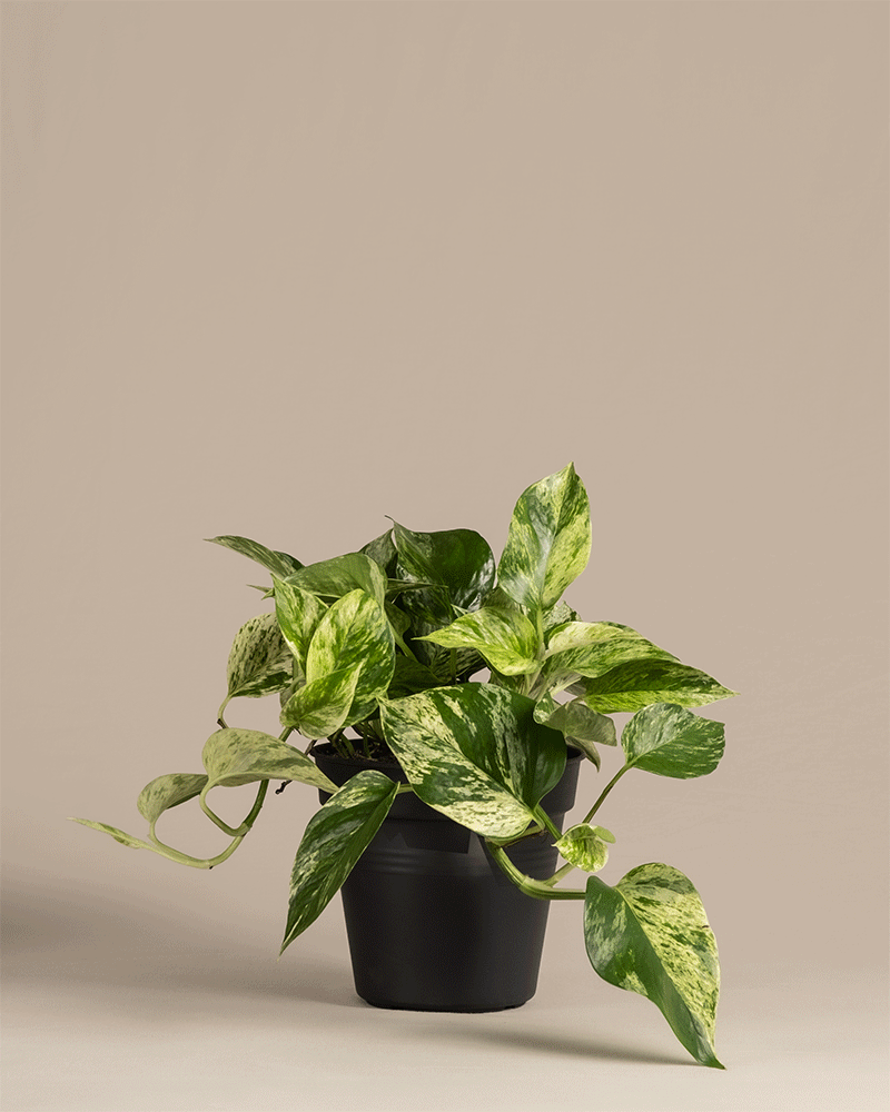 Ein Produkt namens „Große Überraschungspflanze“ zeigt eine Pothos-Pflanze im Topf mit bunten grünen und cremefarbenen Blättern. Sie steht vor einem beigen Hintergrund, ihre üppigen Blätter fallen über den schwarzen Topf und zeigen ihre herabhängende Natur.