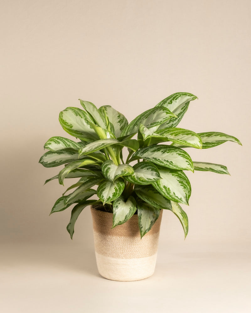 Die große Aglaonema Silver Bay mit silbergrauen Blättern steht in einem beige zweifarbigen Keramiktopf vor neutralem Hintergrund.