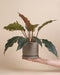 Philodendron 'Pluto' • feey