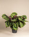 Die Große Calathea Roseopicta präsentiert große, runde grüne Blätter mit hellgrünen Mustern und violetten Unterseiten in einem schlichten schwarzen Topf vor neutralem Hintergrund.