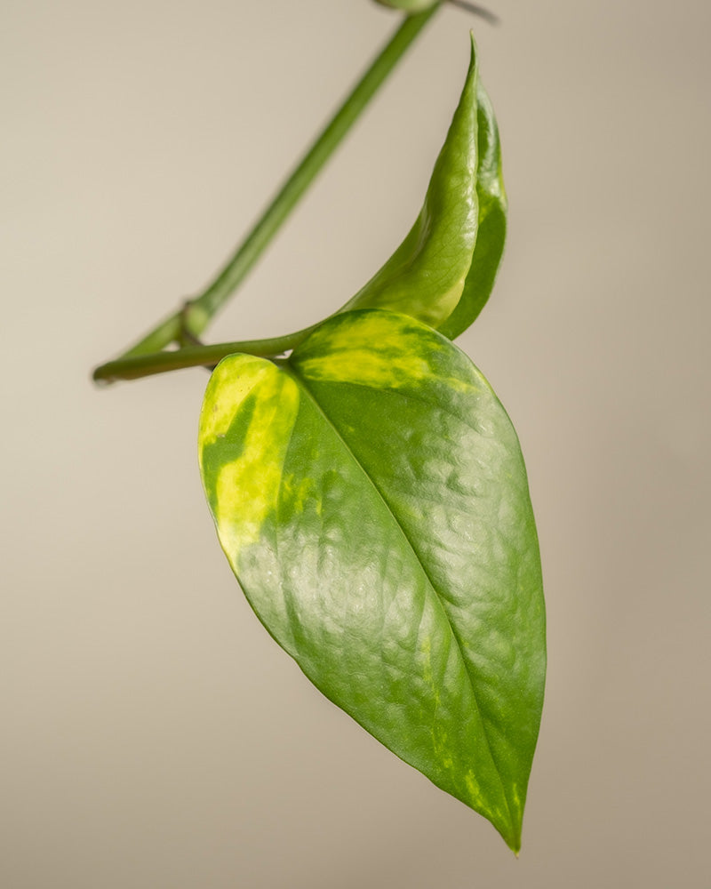 Detailaufnahme eines gelb-grün panaschierten Blattes einer großen Efeutute. 