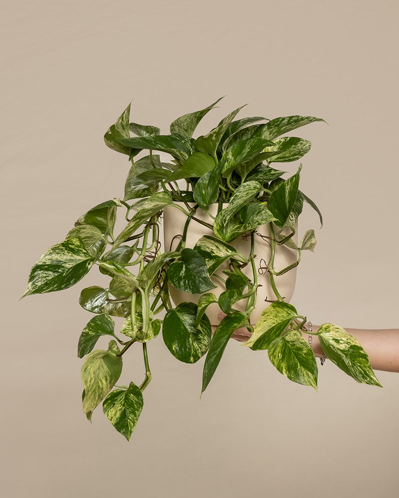 Eine große Efeutute Marble Queen (auch Epipremnum pinnatum 'Marble Queen' genannt) in einem Keramiktopf der Kollektion 'Direito' im Farbton 'Weiß matt' wird von einer Hand gehalten