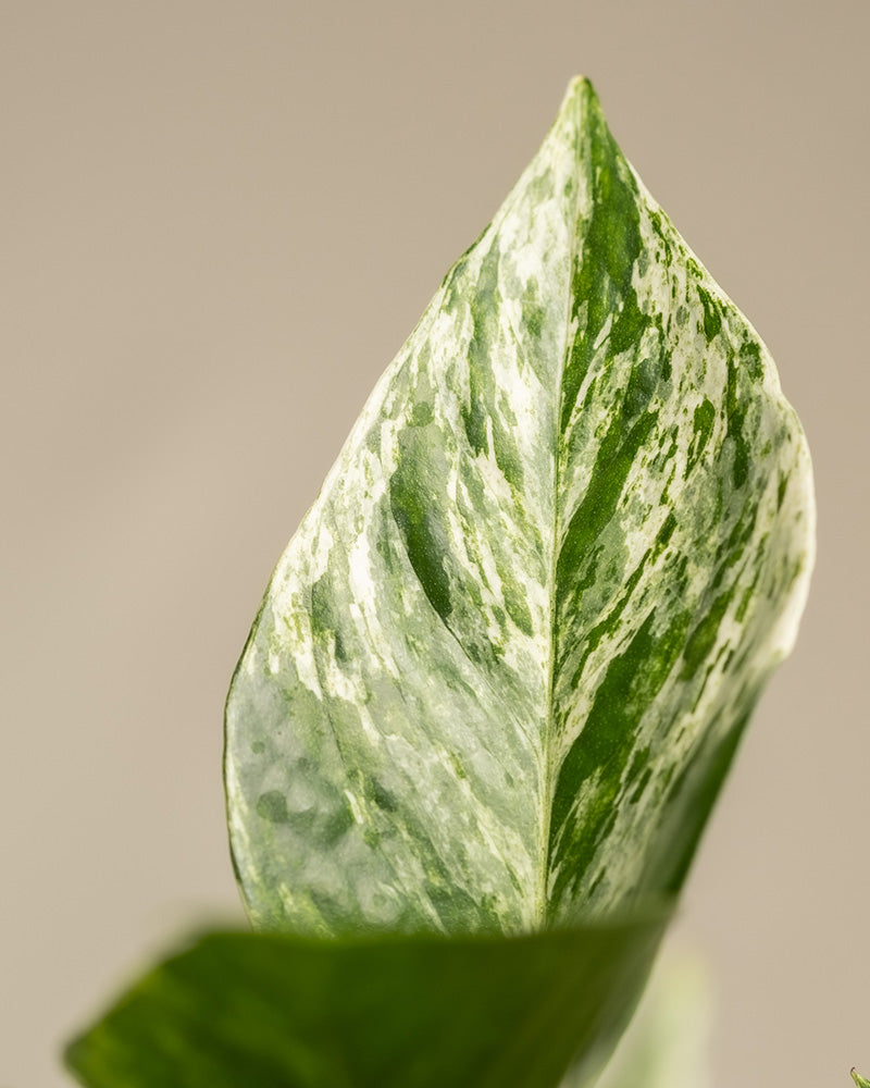 Detailaufnahme eines Blattes einer großen Efeutute Marble Queen (auch Epipremnum pinnatum 'Marble Queen' genannt)