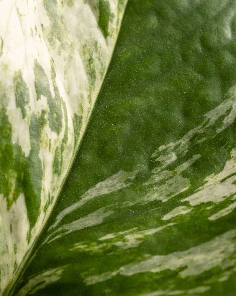 Nahaufnahme eines Blattes einer großen Efeutute Marble Queen (auch Epipremnum pinnatum 'Marble Queen' genannt)