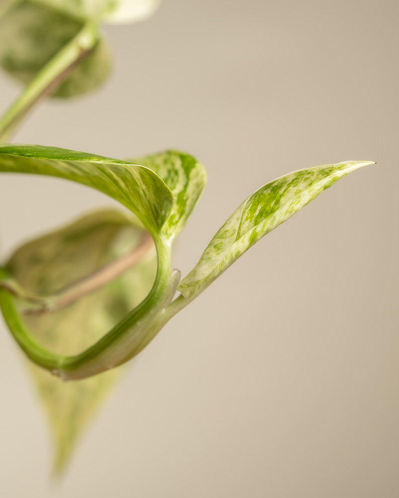 Detailaufnahme einer großen Efeutute Marble Queen (auch Epipremnum pinnatum 'Marble Queen' genannt)