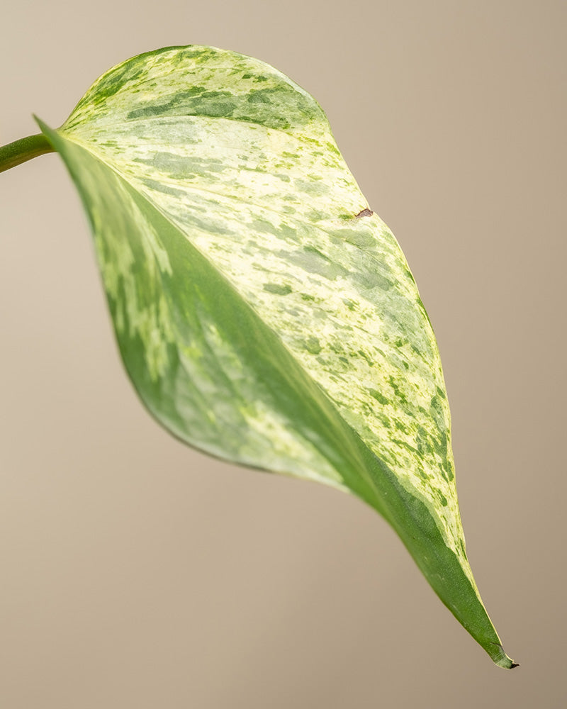 Detailaufnahme eines Blattes einer großen Efeutute Marble Queen (auch Epipremnum pinnatum 'Marble Queen' genannt)