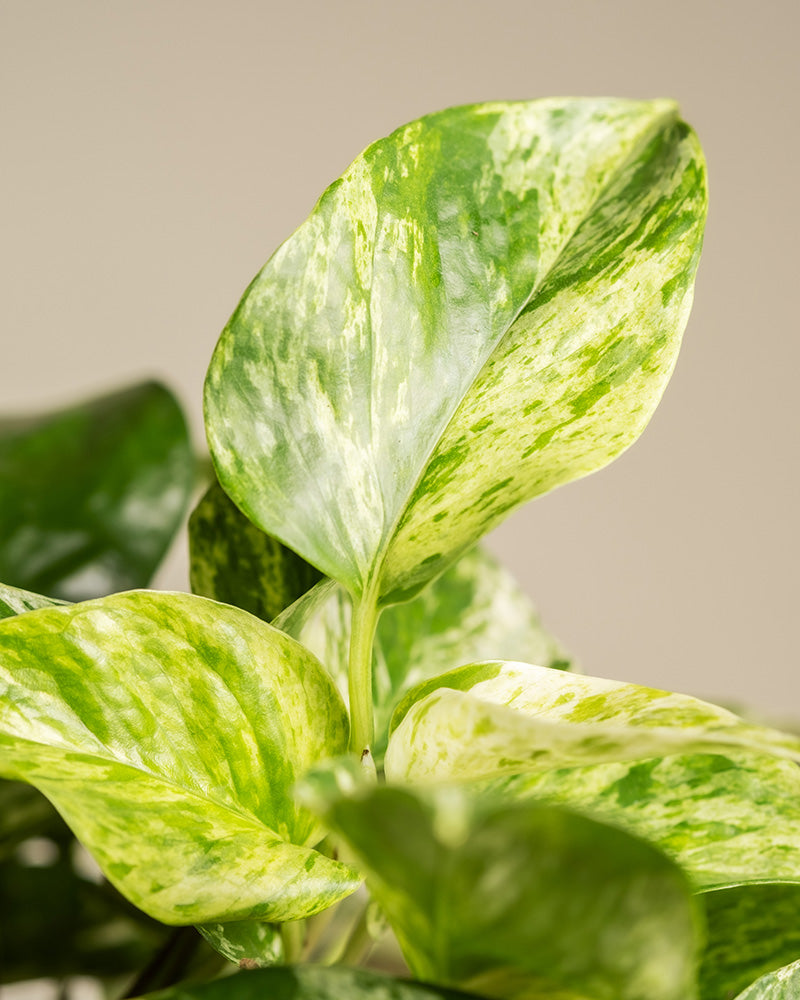 Detailaufnahme der Blätter einer großen Efeutute Marble Queen (auch Epipremnum pinnatum 'Marble Queen' genannt)