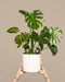 Eine große Monstera in einem weißen Kunststofftopf wird hochgehalten.