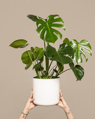 Eine große Monstera in einem weißen Kunststofftopf wird hochgehalten.