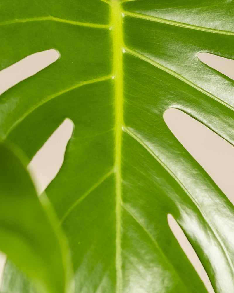 Detailaufnahme des Blattes einer großen Monstera