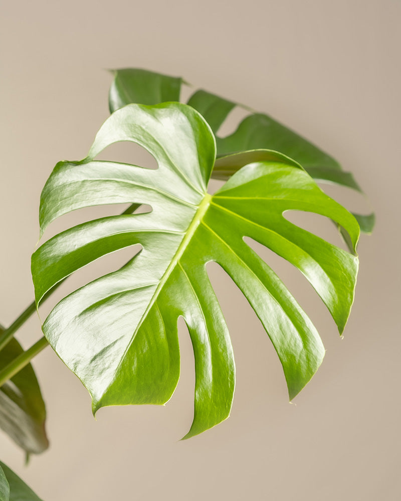 Detailaufnahme der geschlitzten Blätter einer großen Monstera