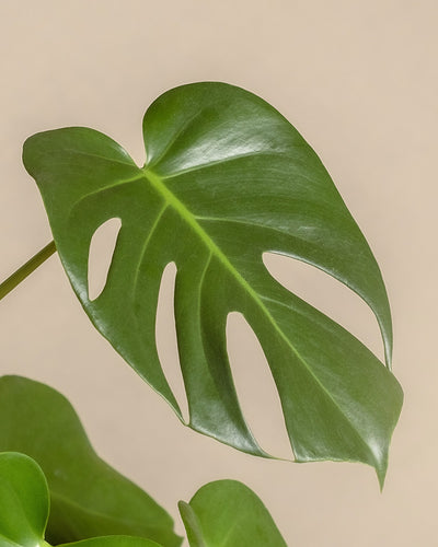 Detailaufnahme eines geschlitzten Blattes einer große Monstera vor einem hellen Hintergrund