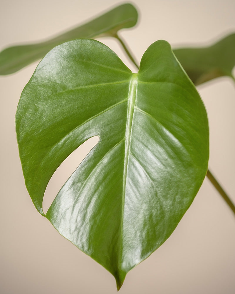 Detailaufnahme eines Blattes einer großen Monstera mit einem charakteristischen Schlitz im Blatt